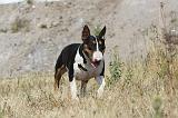BULL TERRIER 040